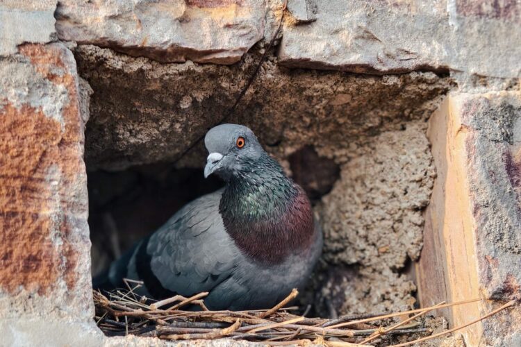 Comment éloigner durablement les pigeons sans les blesser ?