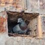 Comment éloigner durablement les pigeons sans les blesser ?