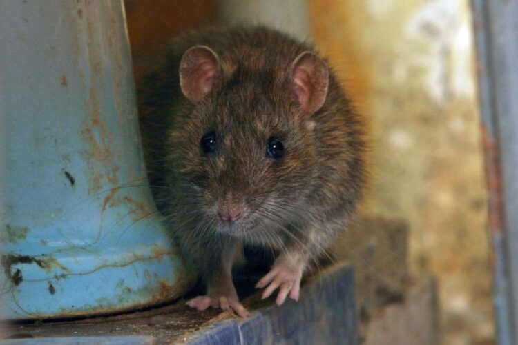 Dératisation en industrie agroalimentaire : enjeux, normes et solutions efficaces