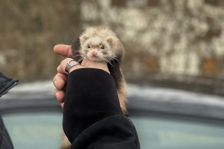 Lutte contre les nuisibles dans les lieux recevant du public en Rhône-Alpes