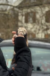 dératisation furets