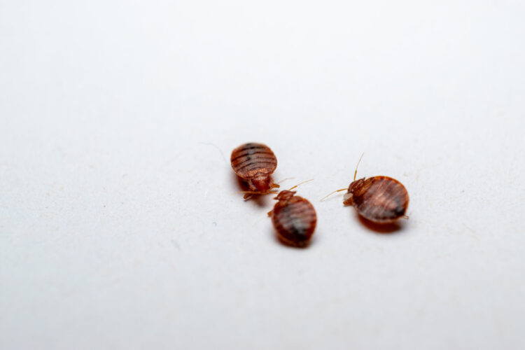 Punaises de lit dans les établissements recevant du public (ERP) : obligations et plan d’action