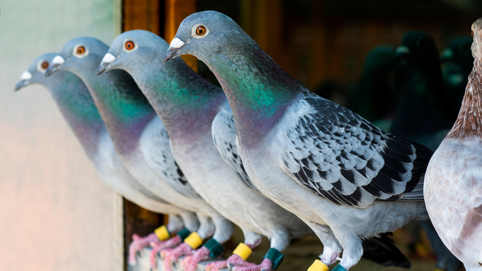 Dépigeonnage de bâtiments
