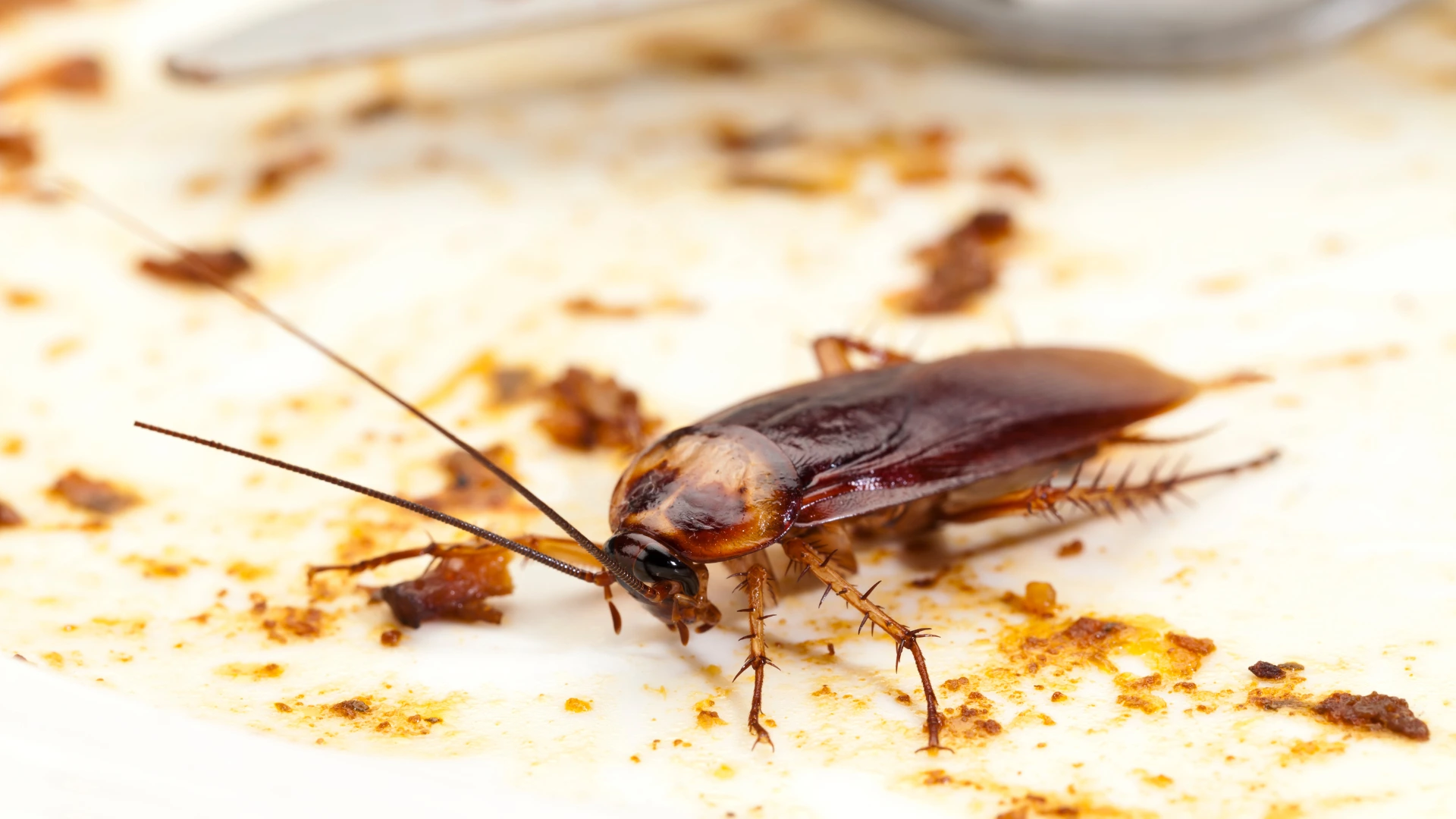 Cafard dans une cuisine à proximité de restes alimentaires