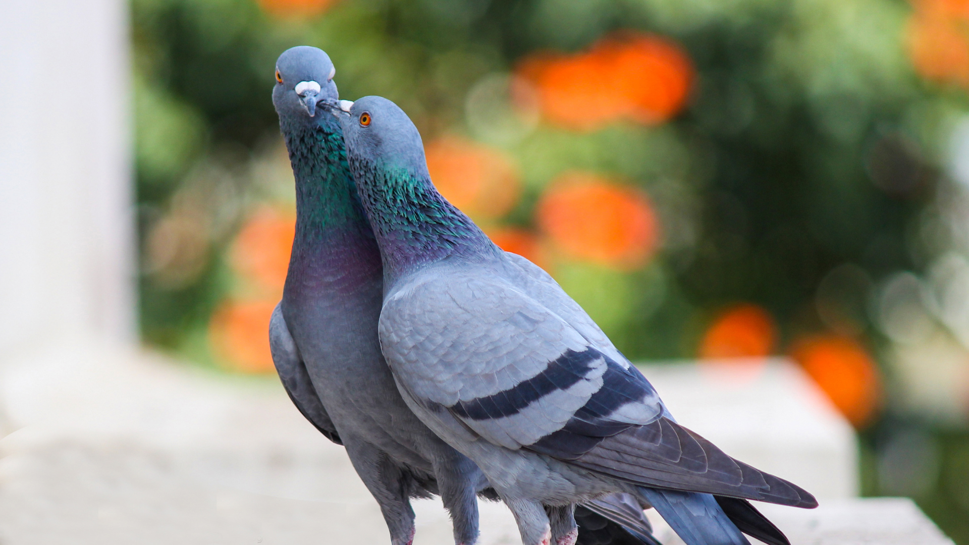 Dépigeonnage