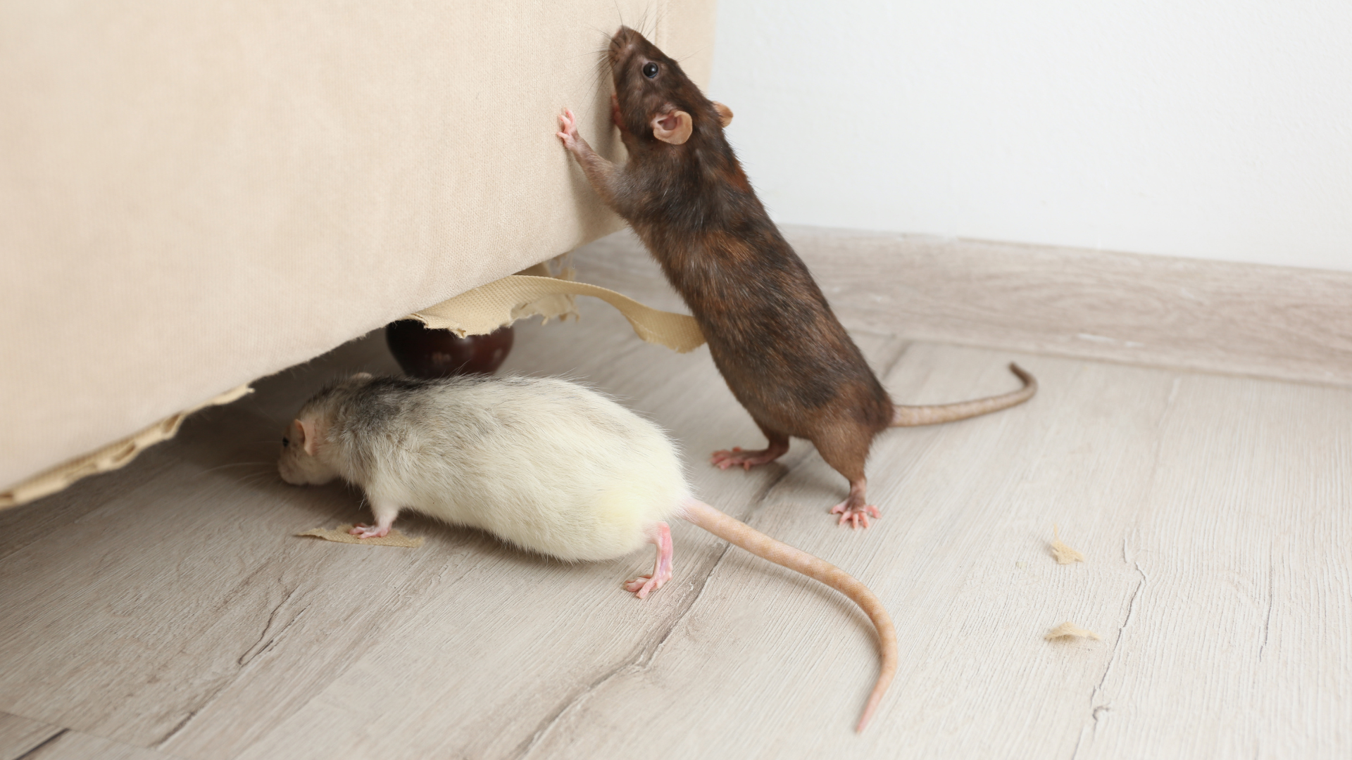 Rat