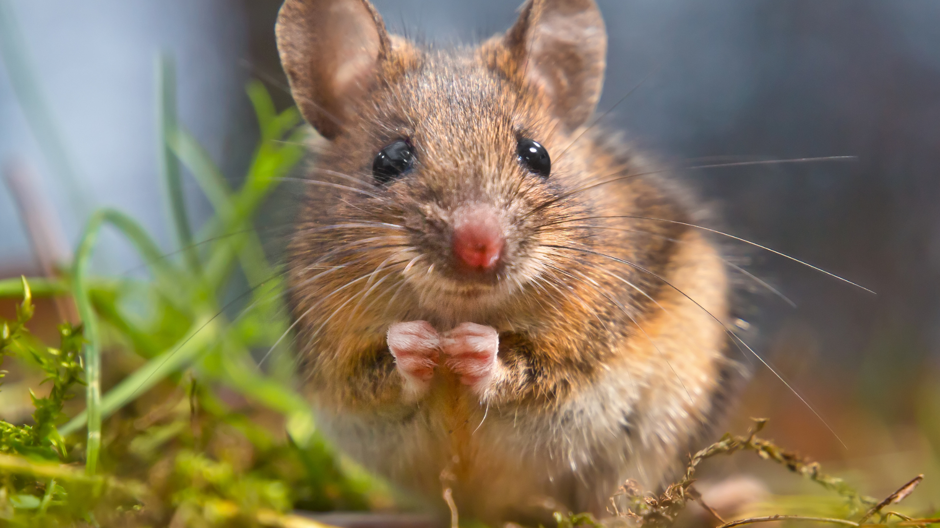 Souris